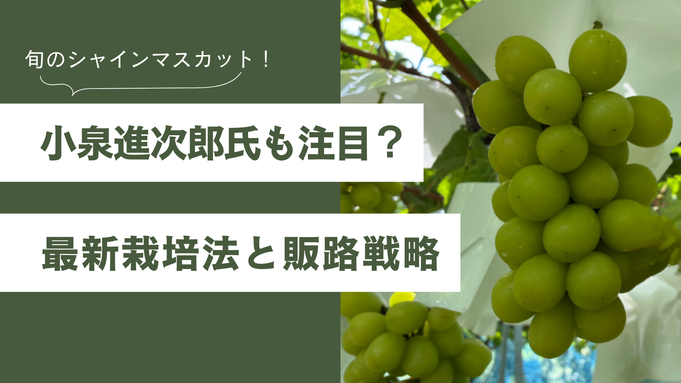 シャインマスカットで農家を変える！小泉進次郎氏も注目？ 最新栽培法と販路戦略